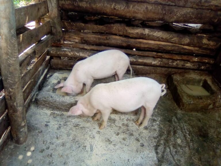 Freds neuer Schweinestall